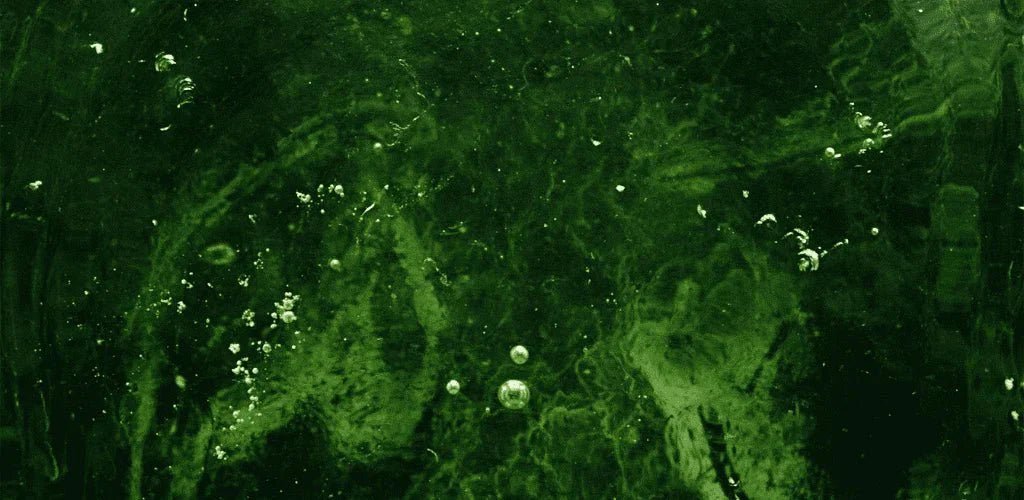 Chlorella: el mejor ‘detox’ para limpiar el organismo - Aldous - ES