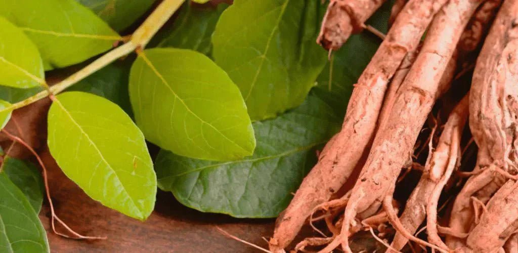 Contraindicaciones de la Ashwagandha - Aldous - ES