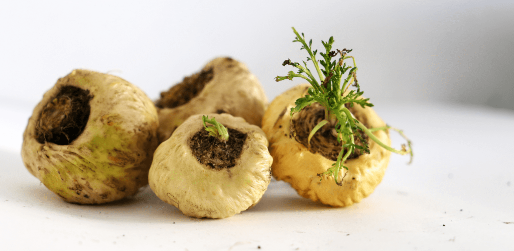 Contraindicaciones de la maca - Aldous - ES