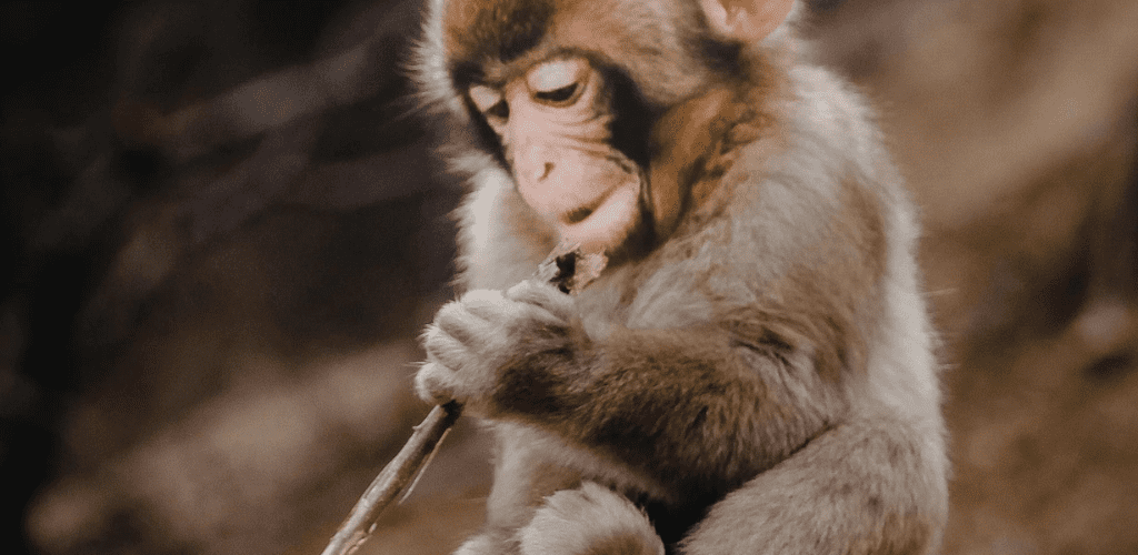 ¿Cuál es la diferencia entre «Vegano» y «Cruelty-Free»? - Aldous - ES