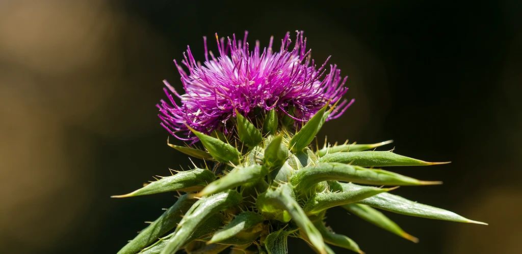 ¿El cardo mariano baja el colesterol? Beneficios, mecanismos y evidencia científica - Aldous - ES