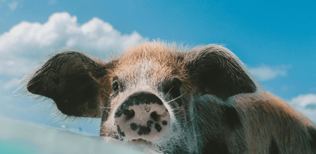 Gasto de agua para el consumo de proteína cárnica - Aldous - ES