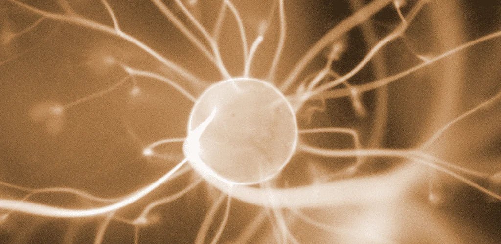 ¿Por qué se dice que el intestino es el «segundo cerebro»? - Aldous - ES