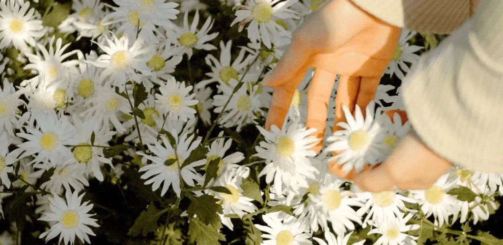 Remedios naturales para controlar los síntomas de la alergia - Aldous - ES