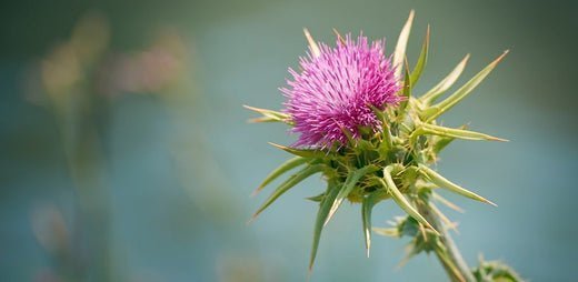 Silimarina: El compuesto activo del cardo mariano y sus beneficios para el hígado - Aldous - ES