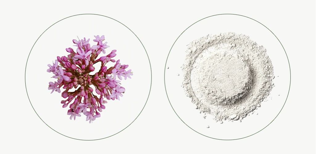 Valeriana o melatonina: ¿cuál es mejor para dormir? - Aldous - ES