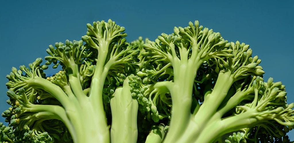 Alimentos con vitamina B para combatir la fatiga - Aldous - ES