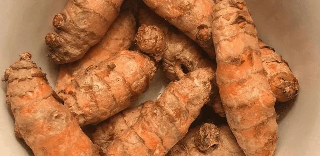 ¿Cómo es la planta de cúrcuma? - Aldous - ES