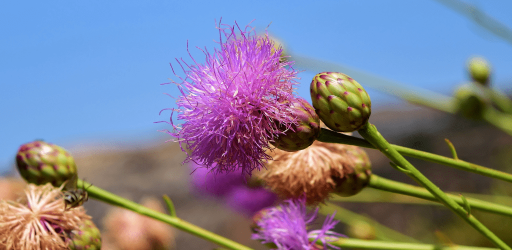 Contraindicaciones del Cardo Mariano - Aldous - ES