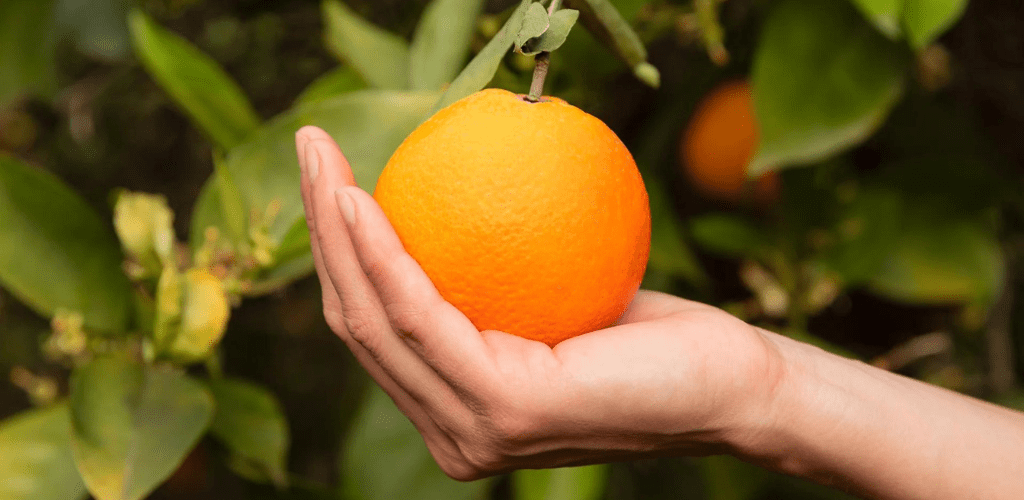 Cuánta vitamina C tiene una naranja - Aldous Bio