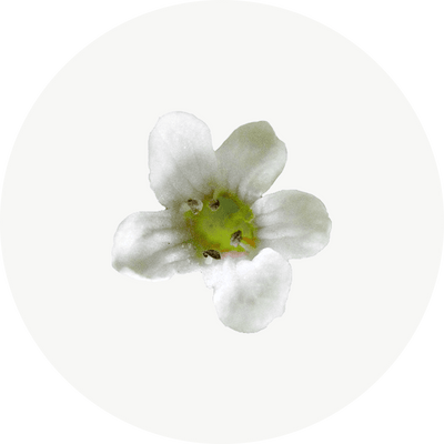 Bacopa Monnieri