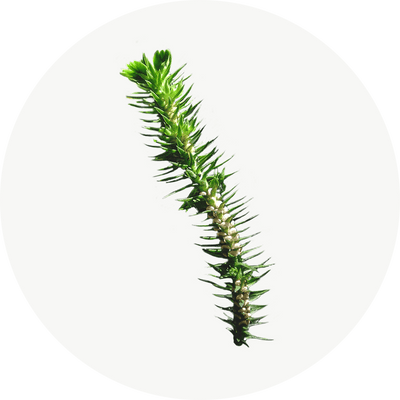 Huperzia Serrata