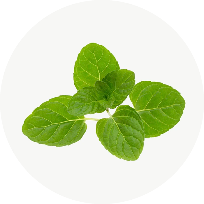 Aceite de orégano