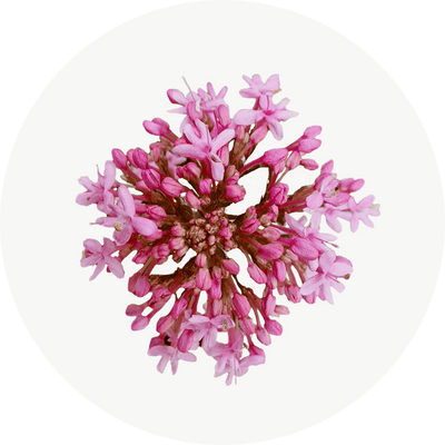 Valeriana